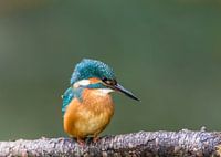Kingfisher closeup