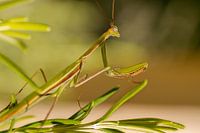 I keep an eye on you...