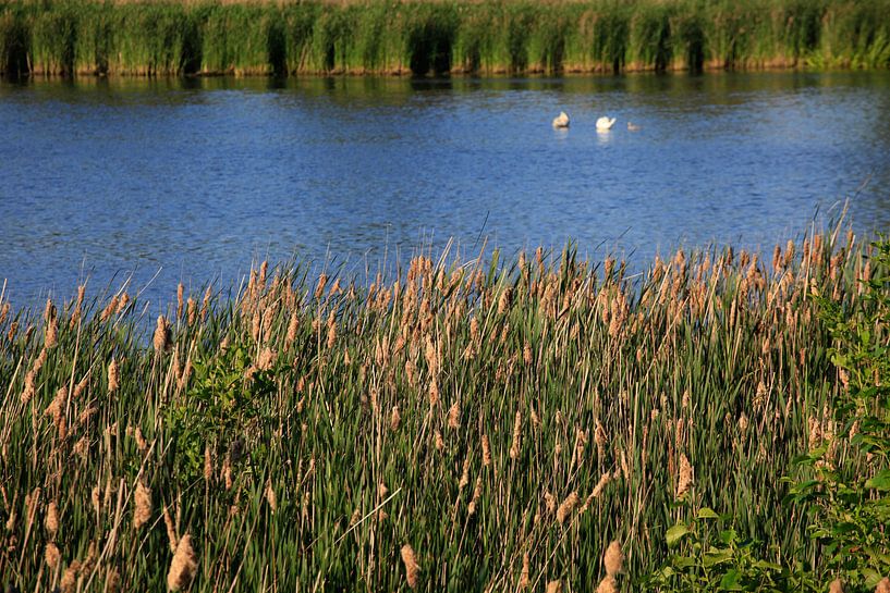 Schilf von Thomas Jäger