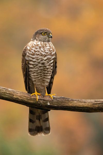 Sperber, Accipiter nisus. Ein Porträt. von Gert Hilbink