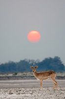 Puku mit untergehender Sonne in Sambia