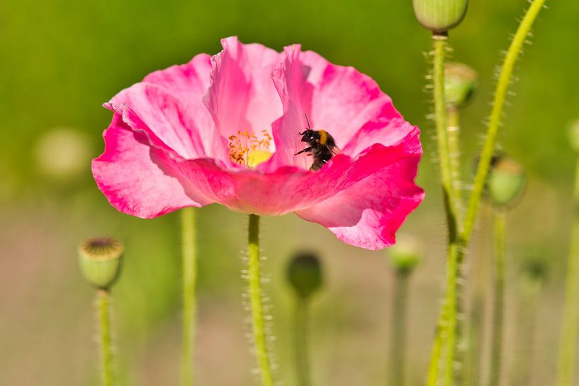 Coquelicot rose avec un bourdon en activité par Jolanda de Jong-Jansen