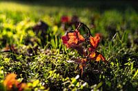 soleil du soir d'automne