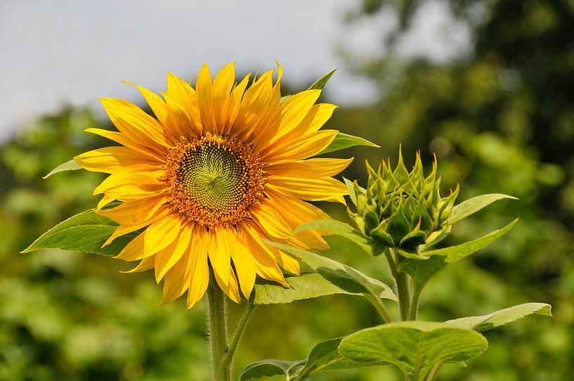 Sunflower, helianthus annuus by Lars-Olof Nilsson