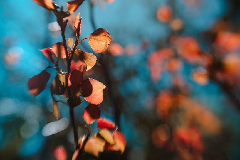 Mellow Fusion by Hiske Boon