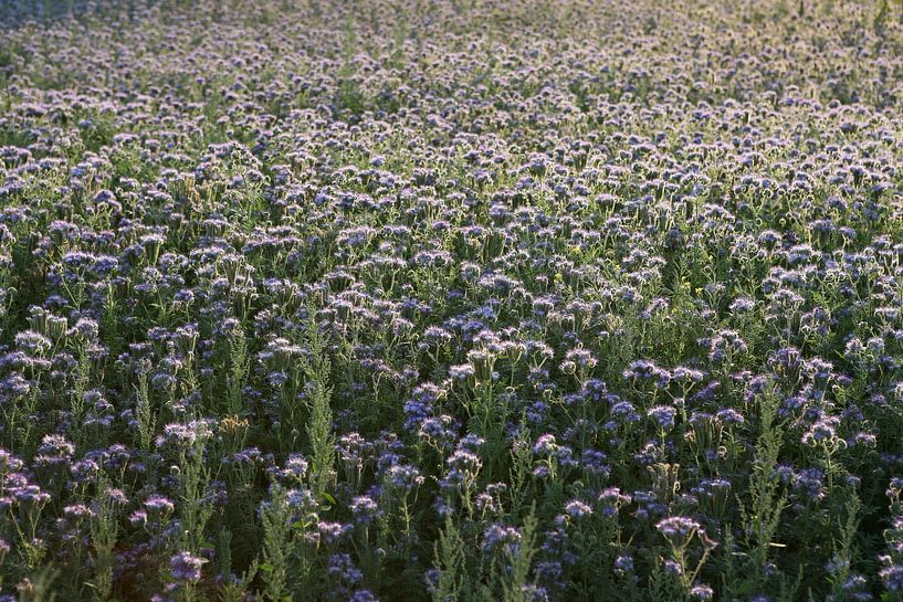 Bienenfreund, Büschelschön, Rainfarn-Phazelie, Phacelia von Karina Gebert