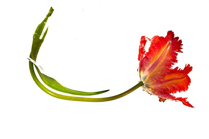 Die minimalistische Schönheit einer einzelnen roten Tulpe A auf Weiß von Joke de Jager