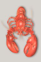 Lobster in pencil and pastel
