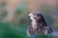 Buzzard