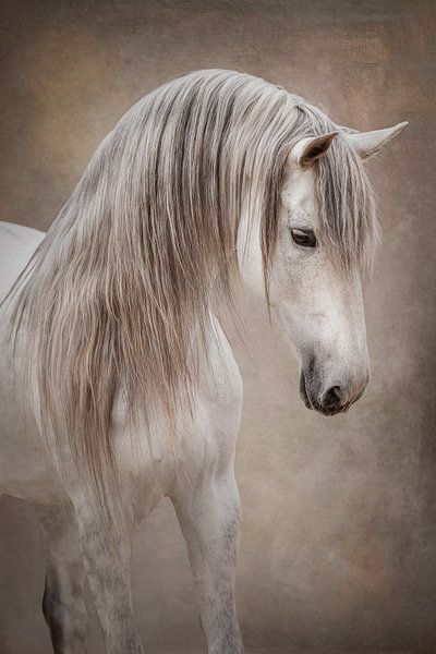 Portrait of white stallion | fineart | equine photography by Laura Dijkslag