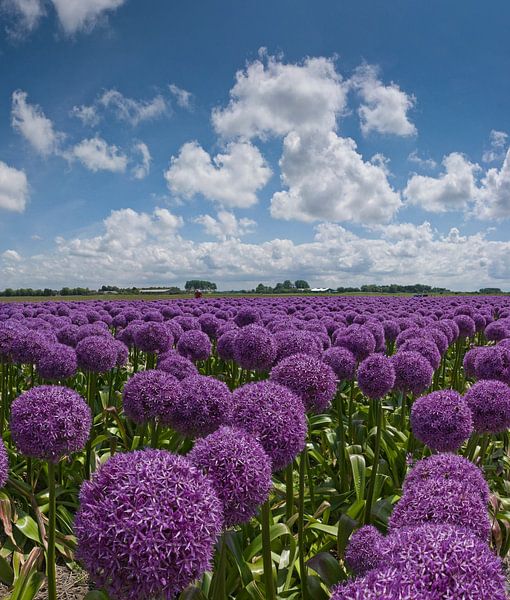 Globemasters par Rene van der Meer