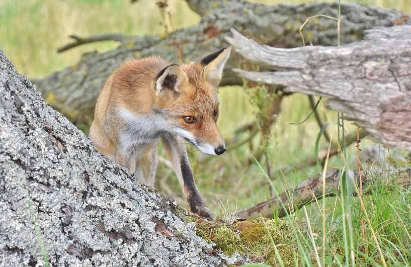Vos von Carla Eekels