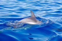 Atlantische vlekdolfijn