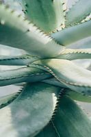 Aloe