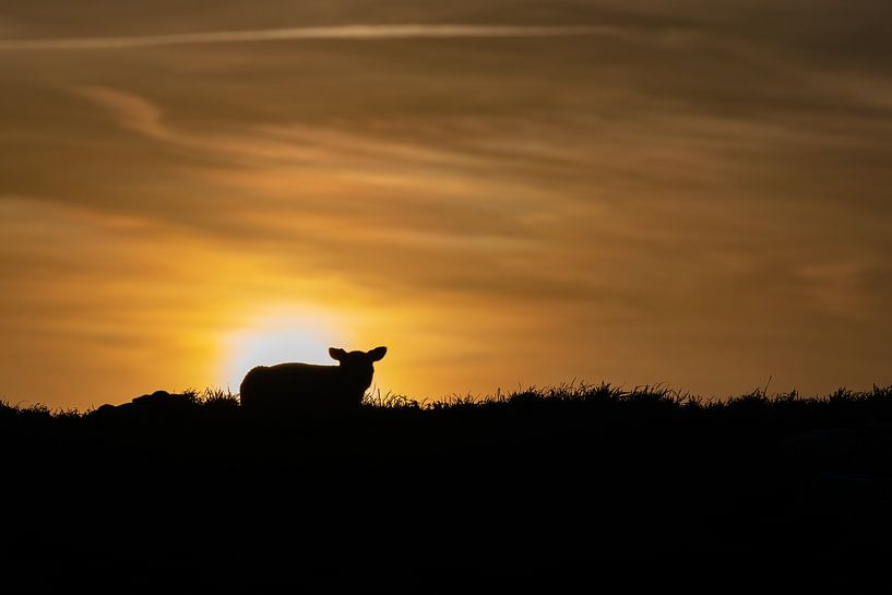 Coucher de soleil sur l'agneau Texel par Texel360Fotografie Richard Heerschap