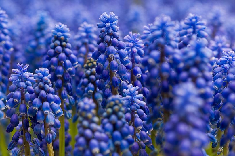Glyzinie von Martien Janssen