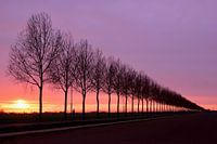 Coucher de soleil derrière les arbres