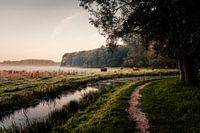 Les Highlanders écossais dans la forêt de Leeuwarden