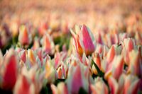 Tulpen | Blumenzwiebelfeld in Juliandorp aan Zee