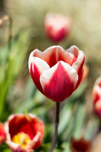 So raffiniert, so schön von As Janson