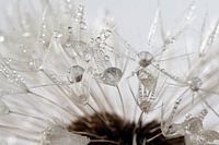 Taraxacum officinale I