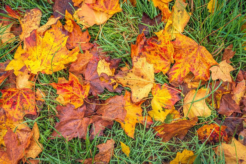 Gefallene Ahornblätter im taufrischen Gras von Ruud Morijn