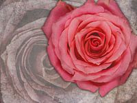 Roos van boven op marmer