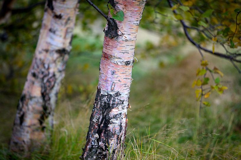 GELUK von HANS VAN DAM