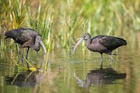 Black ibis