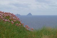 Skellig Island vanaf Kerry's Cliffs bij PortMagee