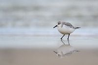 Sanderling