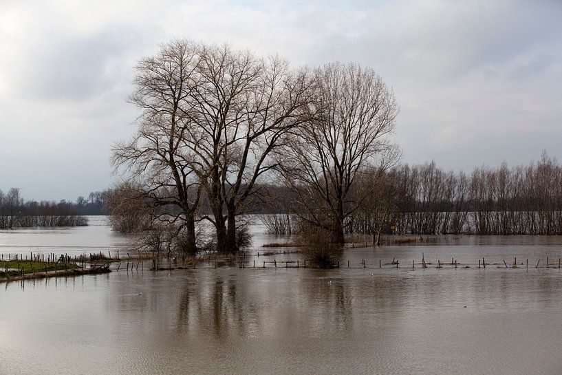 Bäume unter Wasser von Kees van Dun