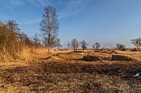 The Weerribben and Wieden; a cane cutter at work!