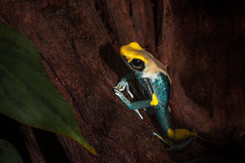 Push UP von Desirée Couwenberg