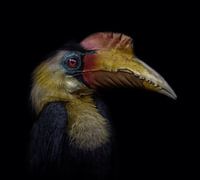 Der Richter in Farbe