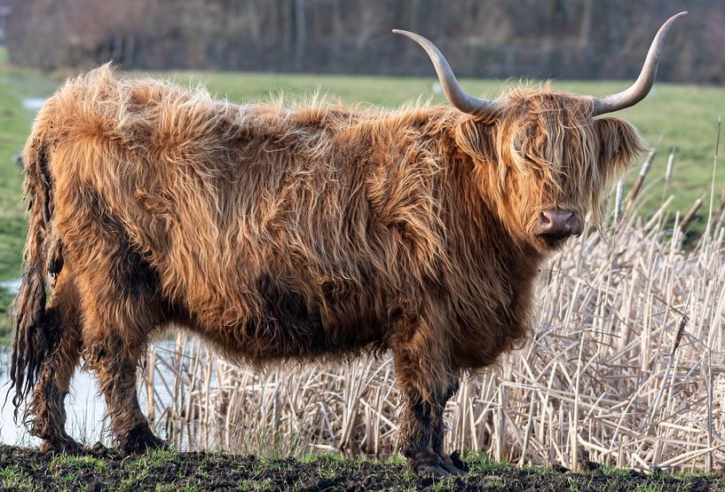 Highlander écossais par Merijn Loch