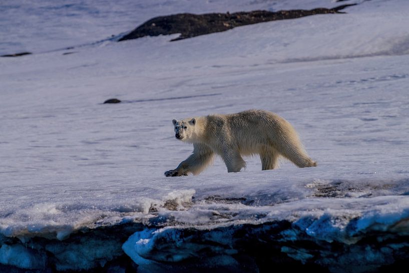 Polar bear hunting by Merijn Loch