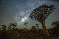 Lumière magique des étoiles au-dessus de la forêt de carquois