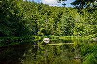 Bäume spiegeln sich im See