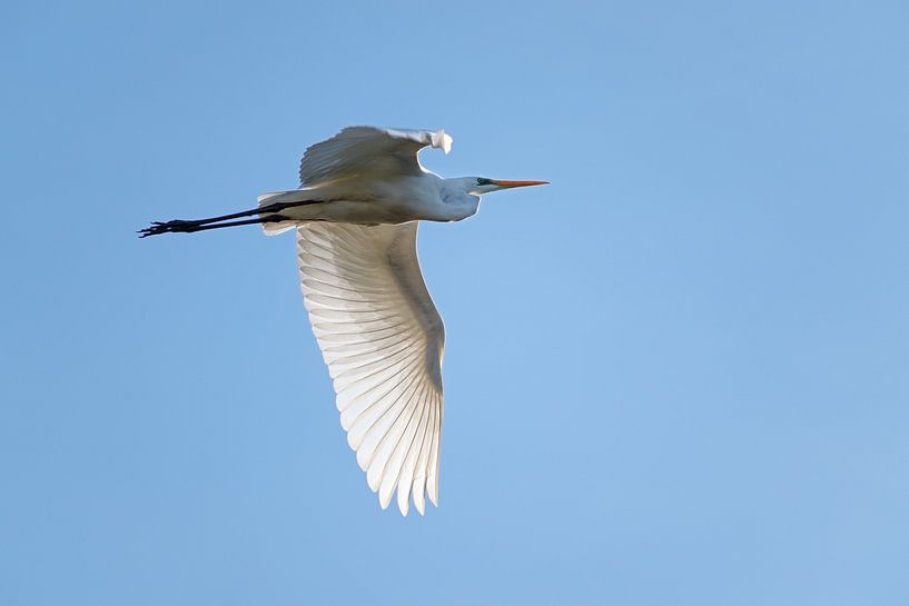 grande aigrette (Ardea alba), un grand héron blanc en vol contre le ciel bleu clair, copier l'espace par Maren Winter
