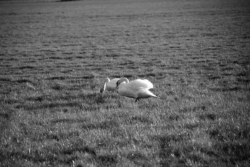 Twee zwanen op een weiland in Emsland van Bianca Meyering Fotos - BMF