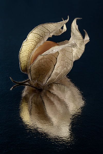 Goldberry (Physalis) opens in the dark by Marjolijn van den Berg