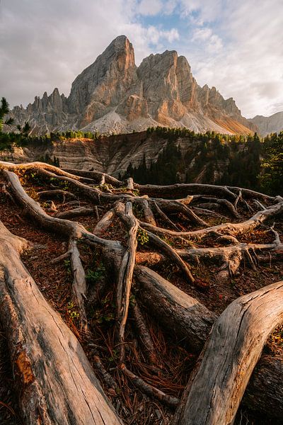 Wurzeln der Bergwelt: Der Peitlerkofel von Oliver Preuß