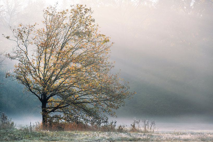 Il pleut du soleil par Diana de Vries