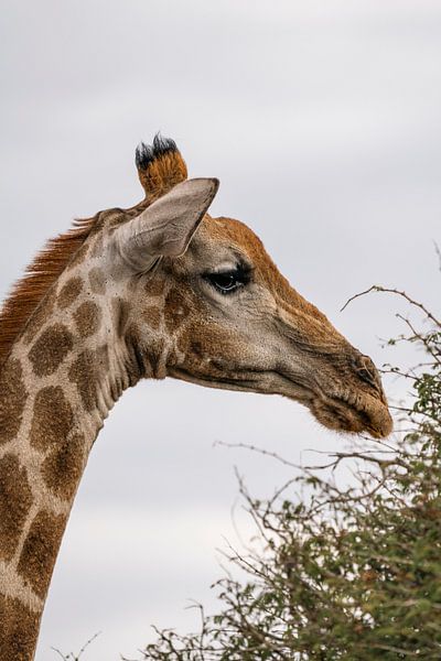 Grande girafe africaine en Namibie, Afrique par Patrick Groß