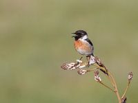 Tarier pâtre au soleil.