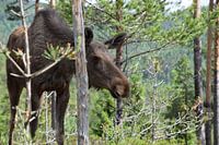 Elche in der Wildnis Norwegens