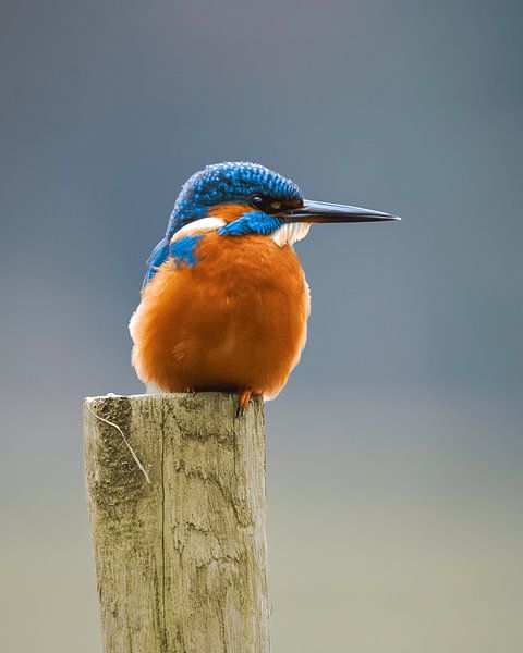 Der Hüter des Wassers: Der Eisvogel auf seinem Holzpfahl von Hevonax Photography