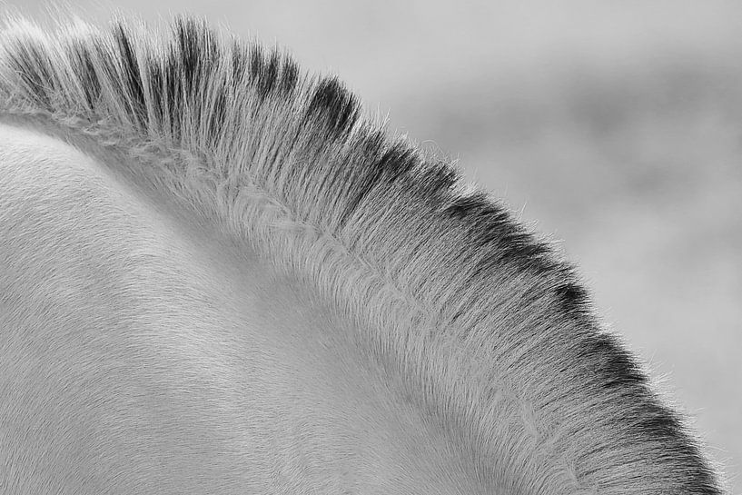 paardje par Yvonne Blokland