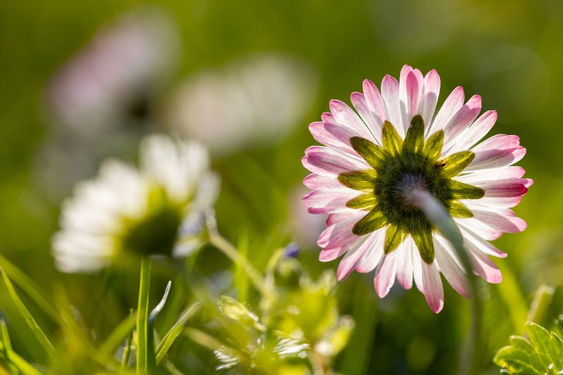 Daisies in the backlight by Andreas Müller